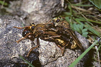 Hornet robber fly (Asilus crabroniformis) mating pair, the female is feeding on a Dung beetle while they are perched on horse dung, the food of the Robber fly larva, UK