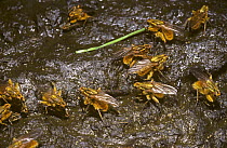 Common yellow dung flies (Scathophaga stercoraria) mating and laying eggs on a cow-pat, UK