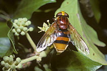 Hornet plume-horn hover fly (Volucella zonaria) female feeding from Ivy blossom, UK