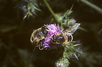 Shining-faced drone fly, a hover fly (Eristalis tenax) male (right) and female feeding side by side without interacting, UK