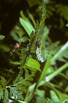 Dance fly (Empis stercorea) male (right) vibrating his wings in courtship of the female, UK