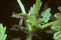 Dance fly (Empis stercorea) male (left) waving his wings and pedalling his legs at female in courtship, UK