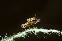Large fruit fly (Xyphosia miliaria) male stroking a female's rear end with his legs to induce her to mate with him, UK