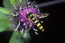 Hover fly (Sphaerophoria scripta) on a Burdock flower head, UK