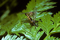 Dance fly (Empis trigramma) mating pair. During mating, as well as sperm, the male injects a liquid gift into the female on which she will feed after mating is finished, UK.