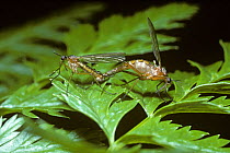 Dance fly (Empis trigramma) mating pair. During mating, as well as sperm, the male injects a liquid gift into the female on which she will feed after mating is finished, UK