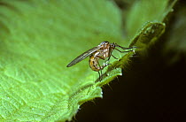 Female dance fly (Empis trigramma) feeding on the gift of a droplet of liquid injected into her by the male during mating, UK