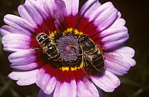 Drone / Hover flies (Eristalis arbustorum) (left) and (Eristalis pertinax) (right) on a chrysanthemum Court Jesters flower in a garden, UK