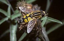 A tiger hover fly (Helophilus trivittatus) UK