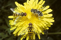 Yellow-legged moustached icon male hoverfly (Syrphus ribesii) (bottom), Marmalade icon hover fly (Episyrphus balteatus) (top left) and Lesser drone fly (Eristalis arbustorum), UK