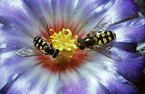 Lunar icon hoverfly (Metasyrphus luniger) male (left) and female on a cactus flower in a greenhouse, UK