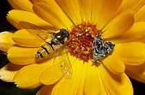 Marmalade icon hoverfly (Episyrphus balteatus) male alongside Micro moth (Anthophila fabriciana) on Marigold flower in a garden, UK