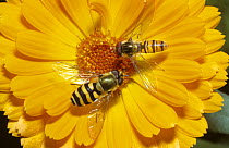 Yellow-legged moustached icon female hover fly (Syrphus ribesii) (left), Marmalade icon hoverfly (Episyrphus balteatus) (right), on Marigold flower in a garden, UK