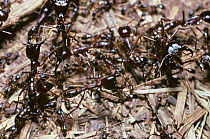 Driver / African army ant (Dorylus nigricans) soldier ants guarding a column of worker ants, Kenya