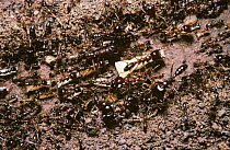 Driver / African army ant (Dorylus nigricans) ants moving the contents of their nest from one location to another, Kenya