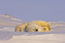 Polar bear (Ursus maritimus) sow playing with her cubs, newly emerged from their den on the Arctic coast, eastern Arctic National Wildlife Refuge, Alaska