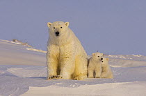 Polar bear (Ursus maritimus) sow with her cubs, newly emerged from their den on the Arctic coast, eastern Arctic National Wildlife Refuge, Alaska