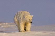 Polar bear (Ursus maritimus) sow with her cubs, newly emerged from their den on the Arctic coast, eastern Arctic National Wildlife Refuge, Alaska
