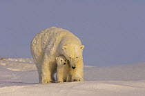 Polar bear (Ursus maritimus) mother with cub, newly emerged from their den on the Arctic coast, eastern Arctic National Wildlife Refuge, Alaska