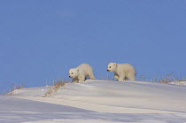 Polar bear (Ursus maritimus) cubs, newly emerged from their den on the Arctic coast, eastern Arctic National Wildlife Refuge, Alaska
