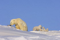 Polar bear (Ursus maritimus) sow with her cubs play-fighting in the snow, newly emerged from their den on the Arctic coast, eastern Arctic National Wildlife Refuge, Alaska