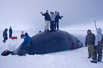 Inupiat teenagers standing upon a bowhead whale (Balaena mysticetus) caught in the Chukchi Sea off Point Barrow, Arctic Alaska, 2007