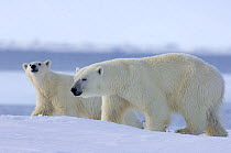 Polar bear (Ursus maritimus) sow with subadult cub along the edge of an open lead on the frozen eastern Chukchi Sea, Arctic Alaska