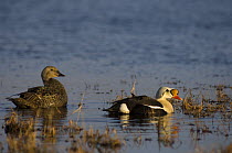 King eider (Somateria spectabilis) pair on a freshwater lake in the National Petroleum Reserves, off Point Barrow, Arctic Alaska