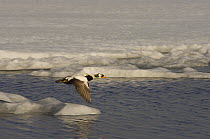Spectacled eider (Somateria fischeri) male in flight over a freshwater lake near Point Barrow, National Petroleum Reserves, Arctic Alaska