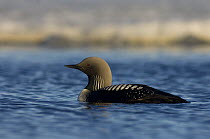 Pacific loon (Gavia pacifica) on a freshwater lake in the National Petroleum Reserves, off Point Barrow, Arctic Alaska