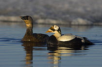 Spectacled eider duck (Somateria fischeri) pair on a freshwater lake off Point Barrow, National Petroleum Reserves, Arctic Alaska