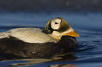 Spectacled eider (Somateria fischeri) male on a freshwater lake off Point Barrow, National Petroleum Reserves, Arctic Alaska