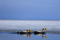 Two Spectacled eider (Somateria fischeri) males on a freshwater lake off Point Barrow, National Petroleum Reserves, Arctic Alaska