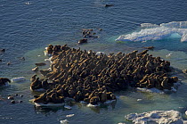 Walrus (Odobenus rosmarus) herd resting on and swimming around chunks of pack ice during the spring breakup. Chukchi Sea, off the National Petroleum Reserves, Alaska