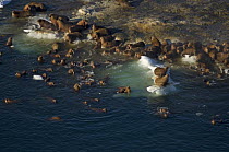 walrus, Odobenus rosmarus, herds resting on and swimming around chunks of pack ice during spring breakup, Chukchi Sea, off the National Petroleum Reserves, Alaska