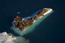walrus, Odobenus rosmarus, resting on pack ice during spring breakup, Chukchi Sea, off the National Petroleum Reserves, Alaska
