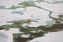 Polar bear (Ursus maritimus) sow and cub walking on multi-layer ice (freshwater pans formed over the years where the salt is squeezed out of the ice) on the Chukchi Sea, off the National Petroleum Res...