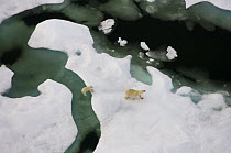 Polar bear (Ursus maritimus) sow with cub walking on multi-layer ice (freshwater pans formed over the years where the salt is squeezed out of the ice) on the Chukchi Sea, off the National Petroleum Re...