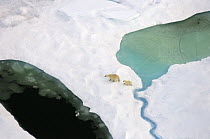 Polar bear (Ursus maritimus) sow and cub walking on multi-layer ice (freshwater pans formed over the years where the salt is squeezed out of the ice) on the Chukchi Sea, off the National Petroleum Res...
