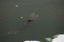 Bowhead whale (Balaena mysticetus) swimming amongst ice offshore from Point Barrow, Chukchi Sea, Arctic Alaska