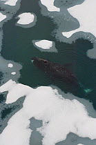 Bowhead whale (Balaena mysticetus) swimming amidst multi-layer ice (freshwater pans formed over many years where the salt is squeezed out of the ice) offshore from Point Barrow. Chukchi Sea, Arctic Al...