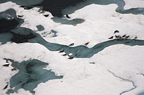 Ringed seals (Phoca hispida) on multi-layer ice (freshwater pans formed over many years where the salt is squeezed out of the ice). Chukchi Sea, 20 miles offshore from Point Barrow, Arctic Alaska