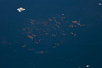 Walrus (Odobenus rosmarus) herd swimming in the Chukchi Sea, off the National Petroleum Reserves, Alaska