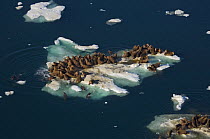 Walrus (Odobenus rosmarus) herd resting on and swimming around a chunk of pack ice during the spring breakup. Chukchi Sea, off the National Petroleum Reserves, Alaska