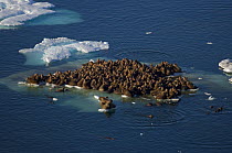 Walrus (Odobenus rosmarus) herd resting on and swimming around a chunk of pack ice during the spring breakup. Chukchi Sea, off the National Petroleum Reserves, Alaska
