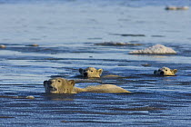Polar bear (Ursus maritimus) sow with cubs swimming between ice on the coastal plain of the Arctic National Wildlife Refuge, Alaska