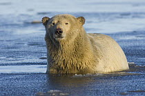 Polar bear (Ursus maritimus) sow emerging from the water, coastal plain of the Arctic National Wildlife Refuge, Alaska