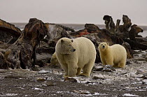 Polar bear (Ursus maritimus) sow with cubs feeding on a bowhead whale (Balaena mysticetus) carcass on the pack ice. Arctic National Wildlife Refuge, Alaska
