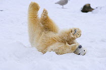 Polar bear (Ursus maritimus) cub rolling around on the pack ice. Arctic National Wildlife Refuge, Alaska