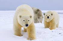 Polar bear (Ursus maritimus) sow and two cubs walking on ice and snow in the Arctic National Wildlife Refuge, Alaska